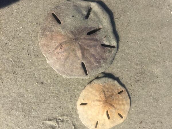 Gwendolyn Harper sent in this photo she took of sand dollars she encountered while strolling the beach on Jekyll Island..