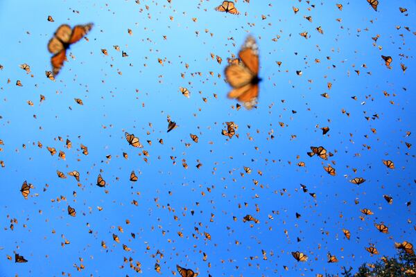 The mysterious migration of monarch butterflies is the subject of "Flight of the Butterflies," returns to the Fernbank Museum of Natural History.