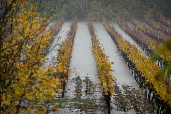 A vineyard is flooded during a storm, Thursday, Nov. 21, 2024, in Forestville, Calif. (AP Photo/Godofredo A. Vásquez)