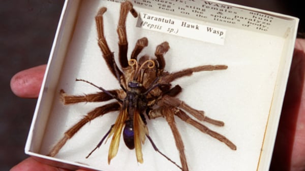 A closeup of a tarantula hawk wasp and tarantula on display at the Orange County Vector Control District in Garden Grove. 