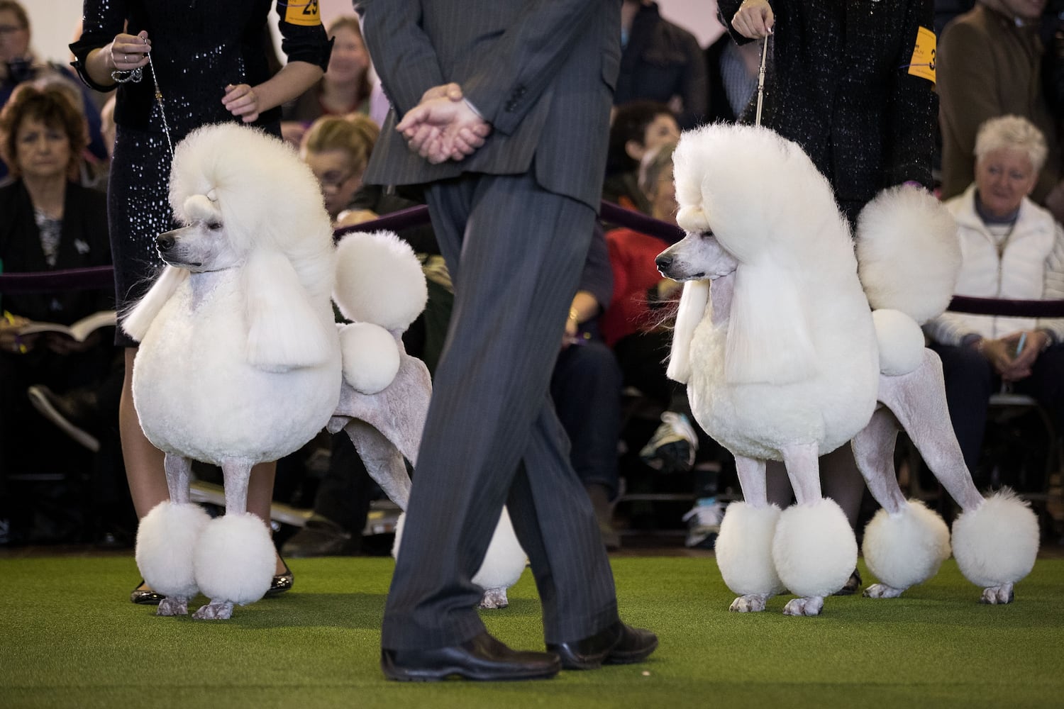 2017 Westminster Dog Show