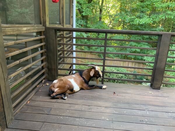 The goats had a good time lounging around Parker's backyard.