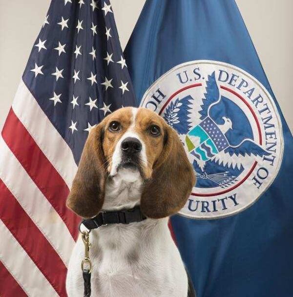 Hardy is a member of the Customs and Border Protection “Beagle Brigade” and got his job in 2015.