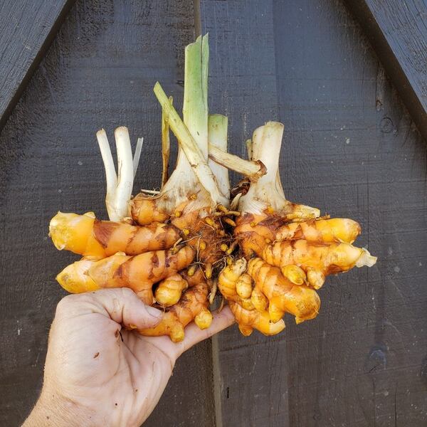 Turmeric and other vegetables from Rodgers Greens and Roots Farm. Courtesy of Rodgers Greens and Roots Farm