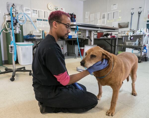 Ash Walsh, a veterinarian technician, tries to calm down 10 year old "Brownie" for a senior check up in the clinic trailer in Fulton County. (Photo: Bob Andres / bandres@ajc.com)