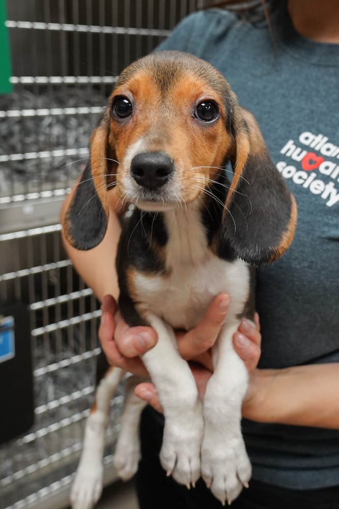 Atlanta Humane Society rescues dozens of dogs from animal testing breeding facility