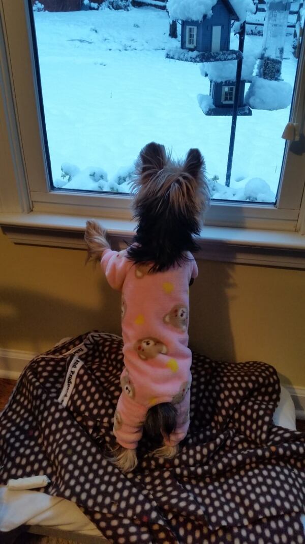 "My younger Yorkie, Zoe, watched snow fall for the first time in 2019. She was anxious to know if school would be canceled so she could go outside and play," wrote Kay Smoot.