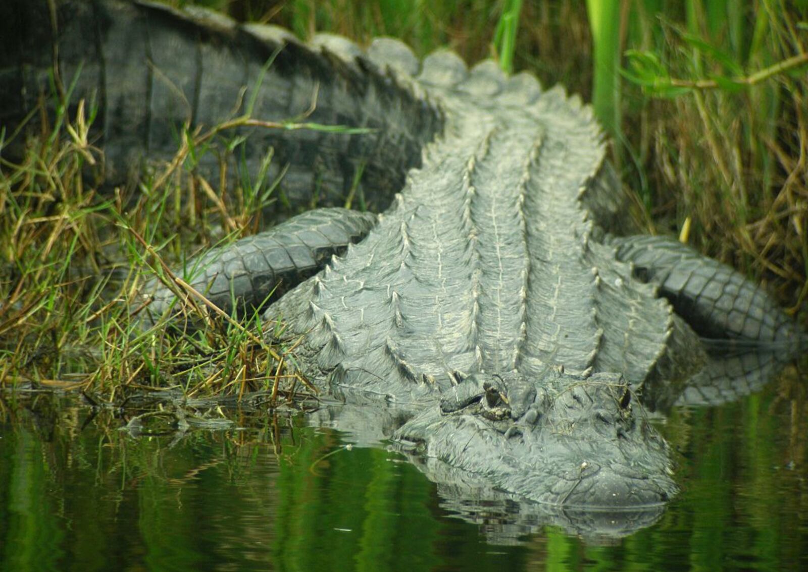 Alligator entering the water in Anahuac, Texas.