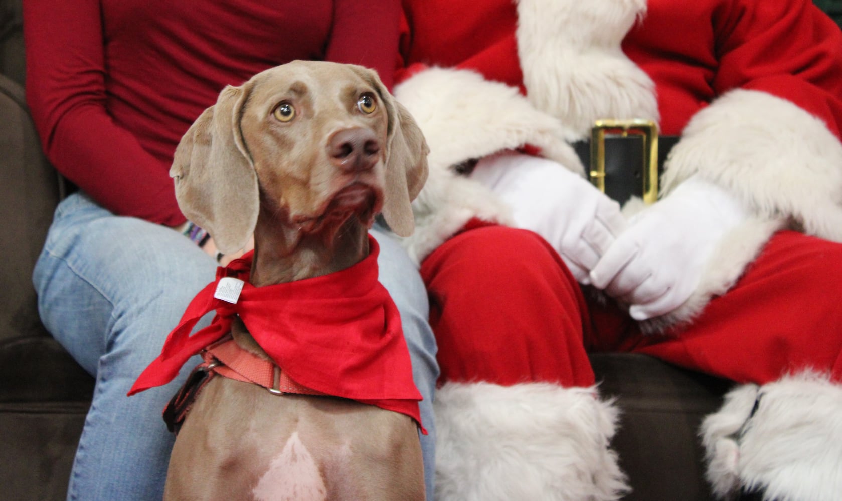 Pet photos with Santa