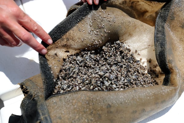 Hundreds of tiny oysters are kept in a bag inside the floating farm until they reach a size that will allow them to be placed directly in the floating cages.