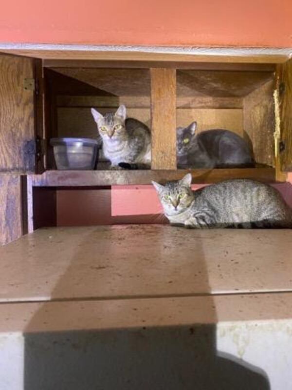 Three cats inside the condo where they were rescued. Sandy Springs Police found 59 cats living in unsanitary conditions in a local condo Wednesday. Many were sick and another 15 were discovered dead in the owners' freezer. Courtesy LifeLine Animal Project