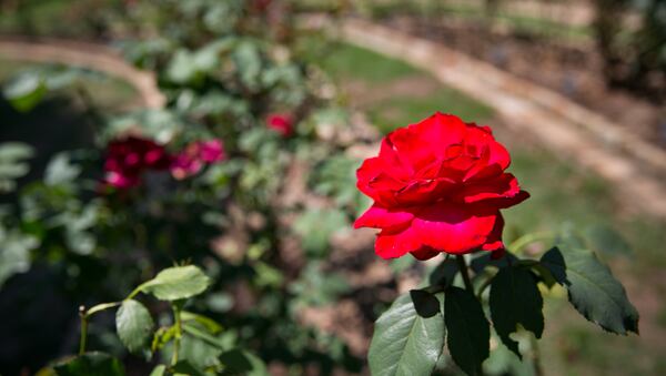 The Smith-Gilbert Gardens’ 7th Annual Rose Garden Gala provides food, fun and a chance to smell the fragrant flowers. Photo: Sarah Slavik.