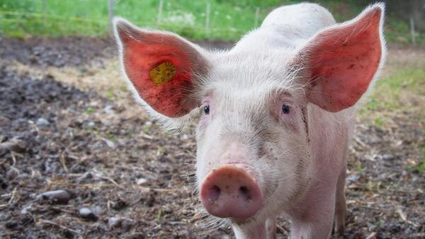 GMO low-fat pigs could be the food of the future after success with gene editing, according to researchers. Gene editing also is being used with fruits and vegetables. An Idaho company that successfully brought genetically modified potatoes to the market announced an agreement Thursday to help a California-based plant breeding company grow strawberries they say will stay fresh longer and have a longer growing season. (AJC file photo)