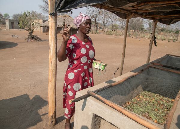 Maggot breeder, Chemari Choumumba stands next to a production tank of maggots at her home in Chiredzi, Zimbabwe Wednesday, Sept. 18, 2024. (AP Photo/Aaron Ufumeli)