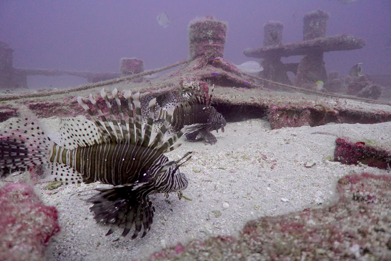 Divers can go spearfishing for Lionfish, a non-native species that threatens native fish. 
Courtesy of Alex Fogg