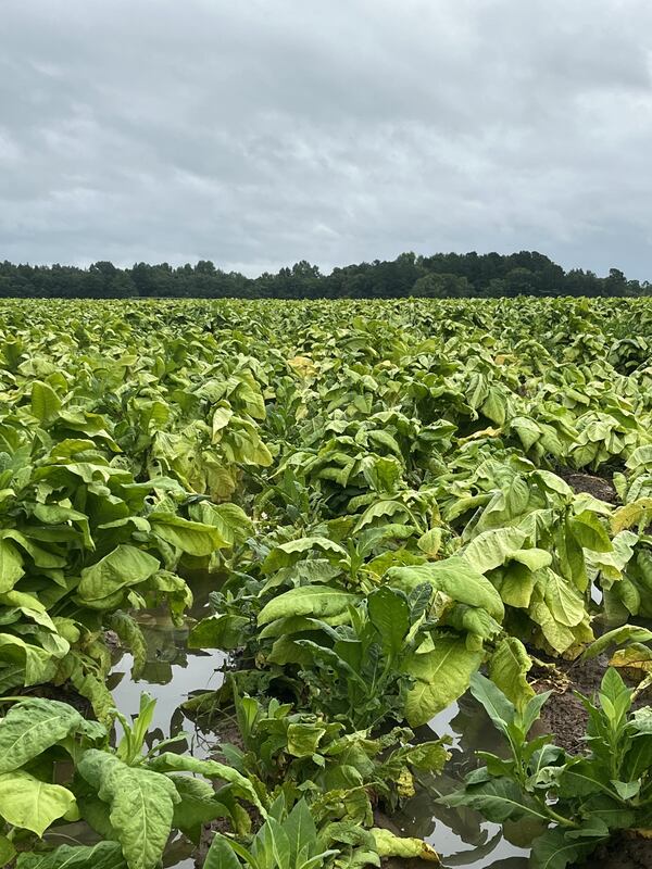 A photo of damaged tobacco plants taken in early August 2024 by Chance Callaway, a fourth-generation grower in Tattnall County, about 50 miles from Savannah. Tropical Storm Debby did significant damage to Georgia's tobacco crop when it churned through South Georgia. SPECIAL to the AJC