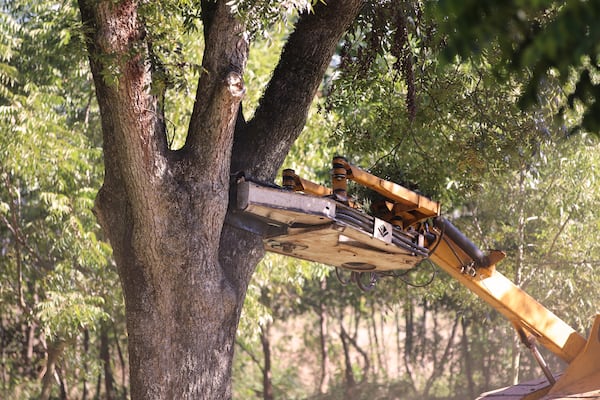 The shaker head grabs a pecan tree limb. (Eric Dusenbery for The Atlanta Journal-Constitution)