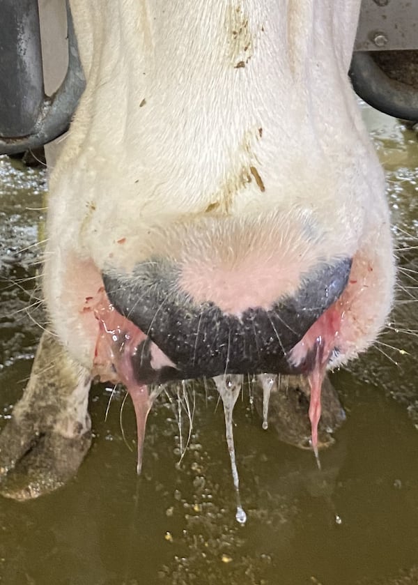 The runny nose of a dairy cow on a farm with a bird flu outbreak.(This photo was taken by a livestock veterinarian who asked to remain anonymous because of employment concerns.)