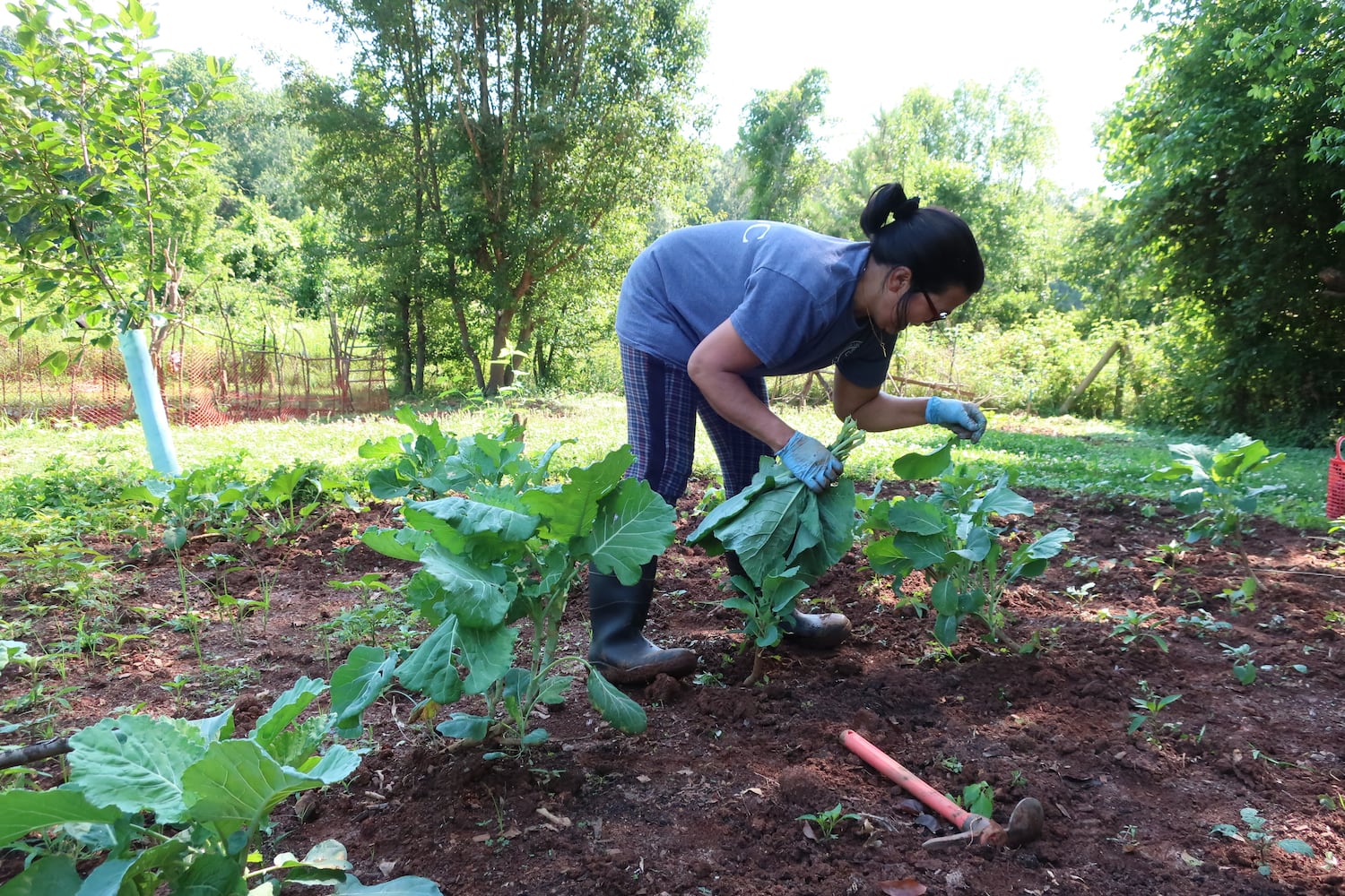 Decatur's Kitchen Garden