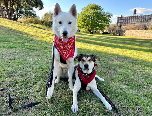 Biko and Winston Taylor belong to Camille Taylor, senior media specialist for the Georgia state House of Representatives. (Courtesy photo)