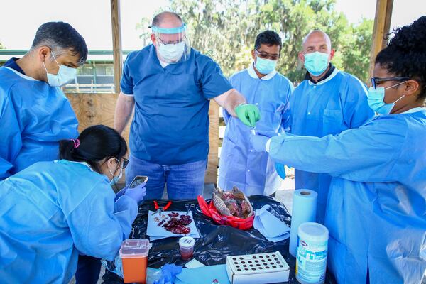 Juan Campos Krauer, a veterinarian at the University of Florida (center), hands a tissue sample from a deceased armadillo to Amira Richardson (right), a necropsy technician at the university’s Department of Large Animal Clinical Sciences in Gainesville. They are studying armadillo roadkill to see if the animals contain the bacteria that cause leprosy in humans. (Douglas R. Clifford/Tampa Bay Times)