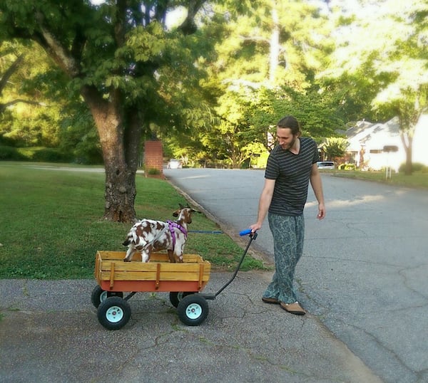 Red Wagon Goats began with the sire of the herd, Sir Robert “Bobby” McGee, who, as a youngster, didn’t like taking walks. Goat wrangler Jason Lewis solved that problem by pulling Bobby around in the titular wagon. Photo: courtesy Red Wagon Goats.