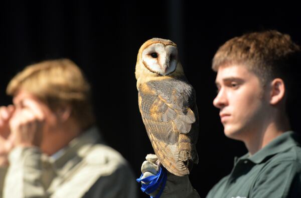 A barn owl, held by Doug Fox of the North Georgia Zoo. Peter Gros, co-host of the original Mutual of Omaha's Wild Kingdom, along with some of his animal friends, makes an appearance at the Strong Rock Christian School Friday, September 12, 2014.