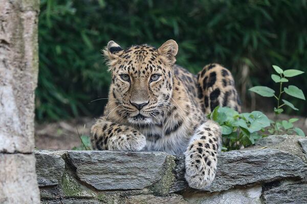 The Philadelphia Zoo will vaccinate high-risk animals including Nelkan, a 15-year-old Amur leopard, against COVID-19. (Steven M. Falk/The Philadelphia Inquirer/TNS)