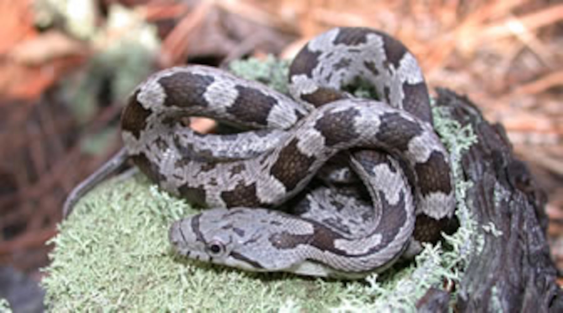 Georgia non-venomous snakes