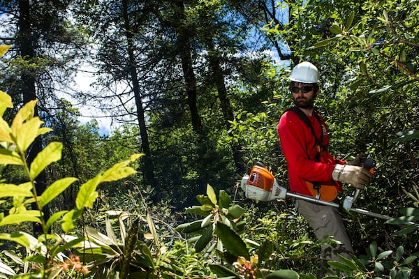 Taylor Ouderkirk, 28, a U.S. Forest Service wildlife technician, works to clear brush in a bog in North Georgia. (Casey Sykes for The Atlanta Journal-Constitution)