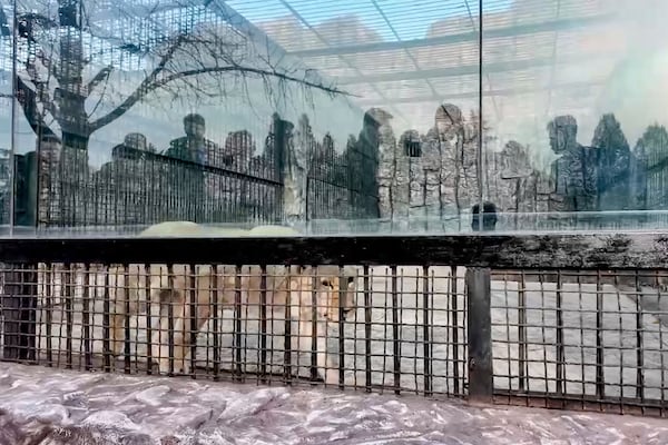 In this photo taken from video released by the Moscow Zoo official telegram channel on Wednesday, Nov. 20, 2024, lion is seen in an enclosure in the zoo of Pyongyang in North Korea after being delivered as a gift from Russian President Vladimir Putin. (Moscow Zoo official telegram channel via AP)