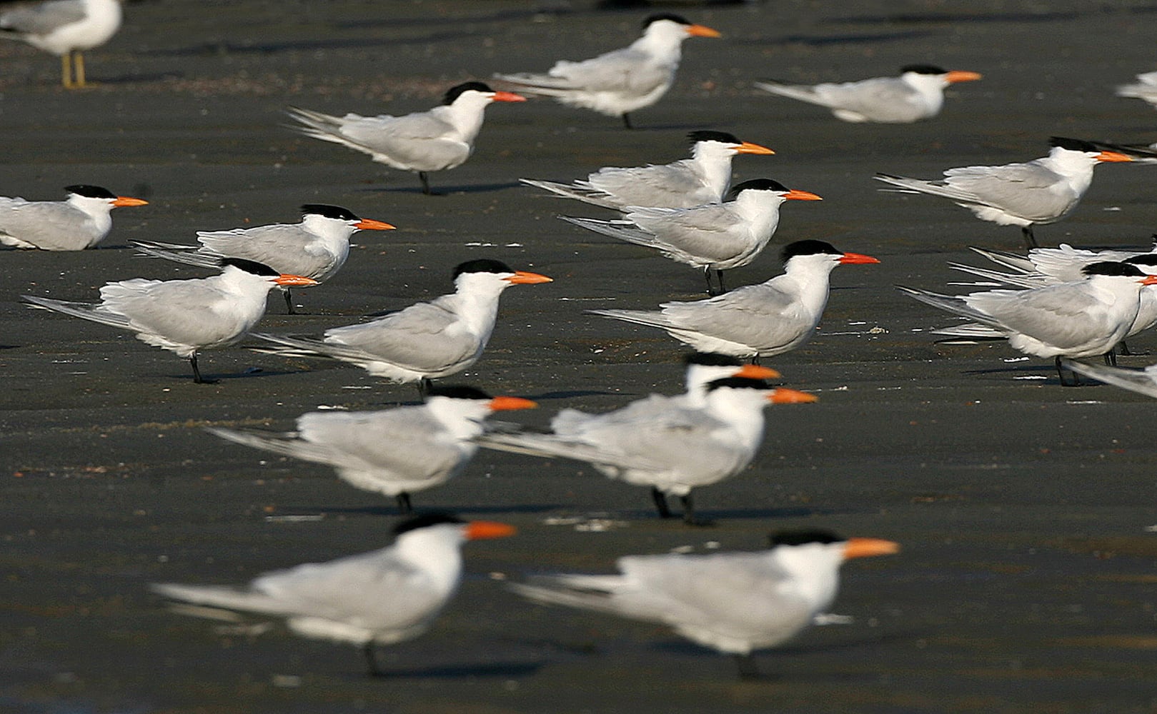 Coastal birds of Georgia