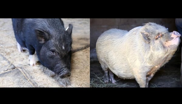 Two potbellied pigs are available for adoption at Gwinnett Animal Shelter.