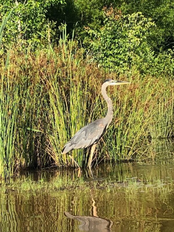 "I took this photo of a blue heron while kayaking at Fort Yargo State Park in June 24, 2020. I was amazed it allowed me to get that close," wrote Dena Pruitt.