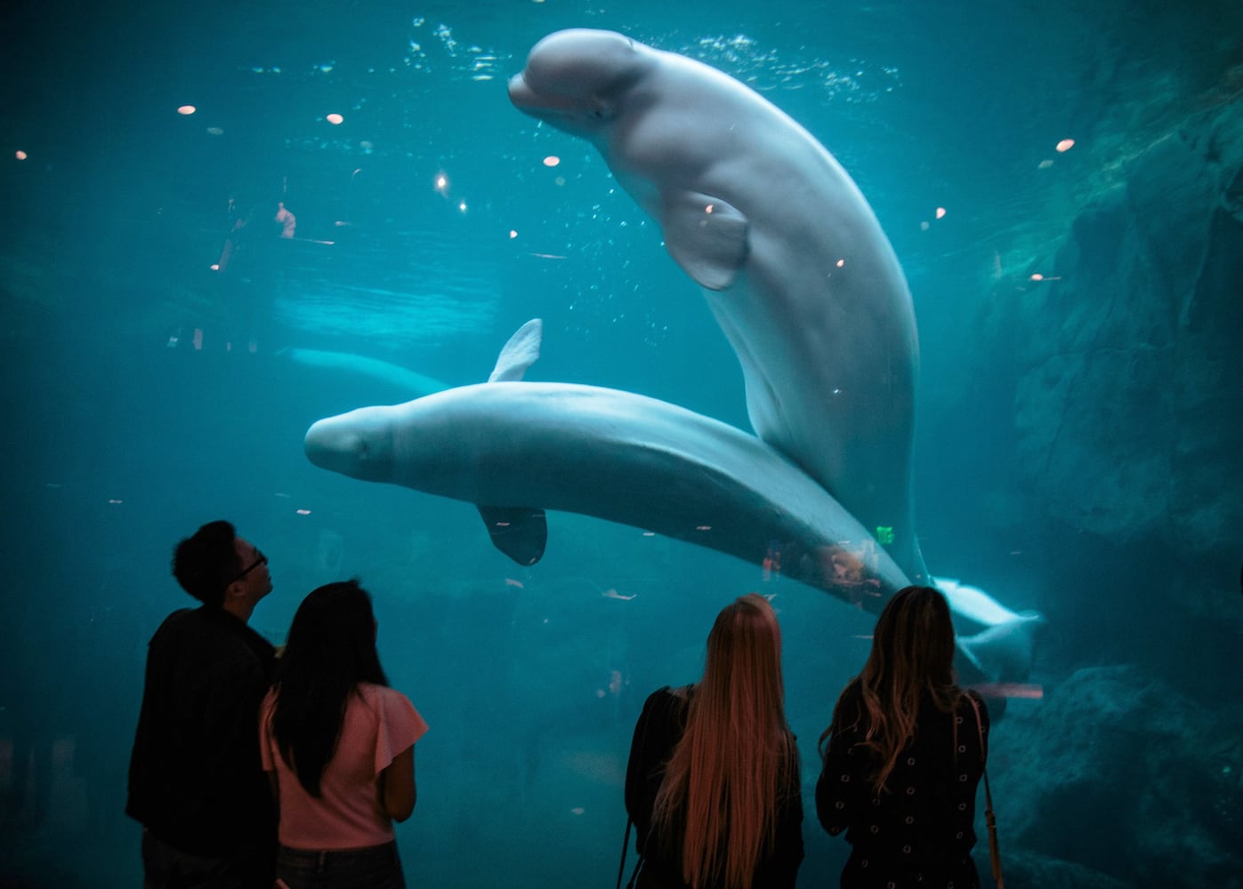 Georgia Aquarium in Atlanta