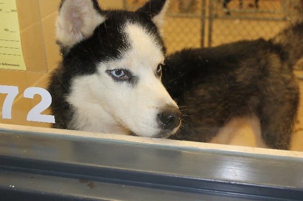 Photos courtesy of Gwinnett County animal shelter.