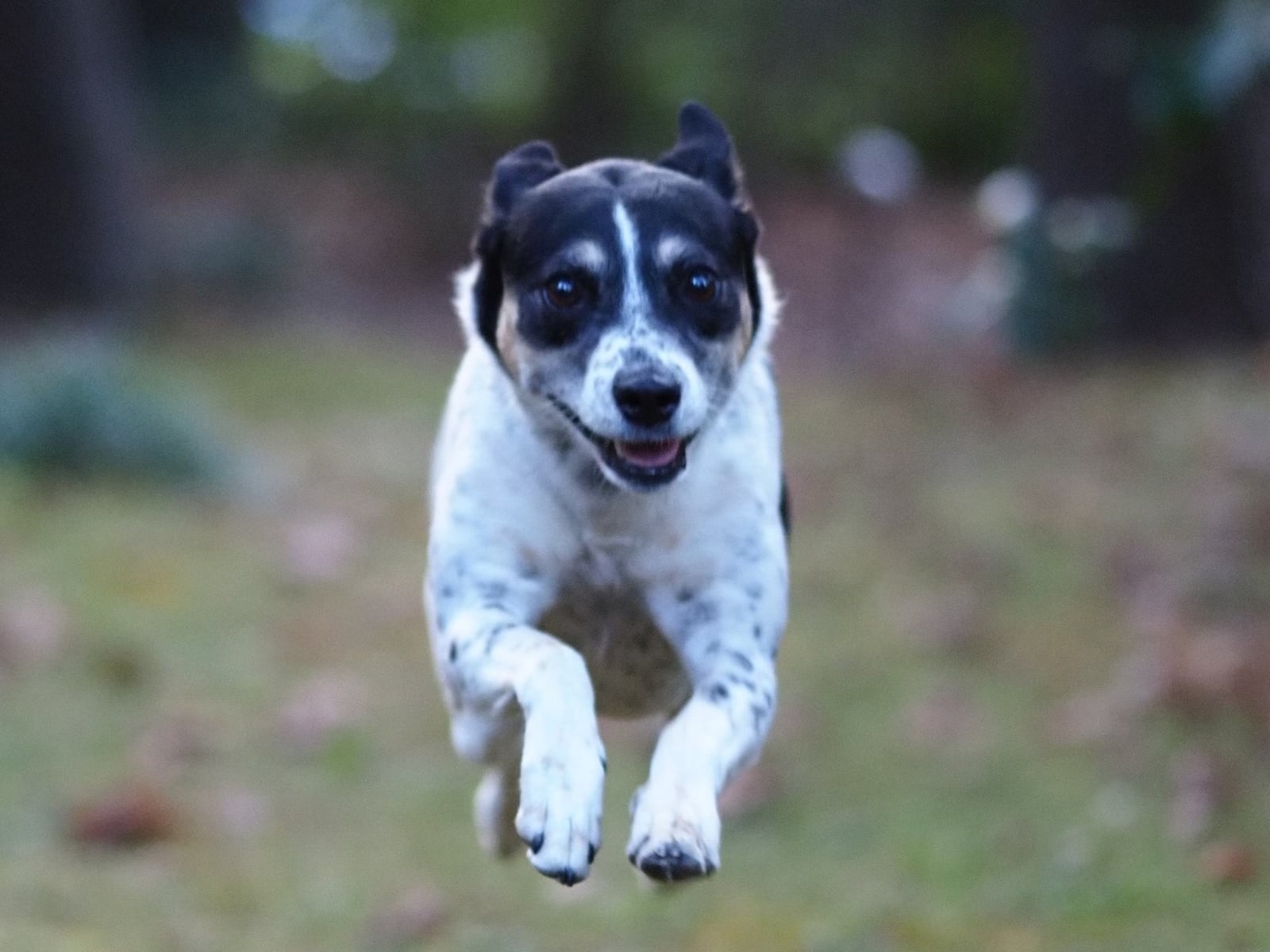 International dog of mystery, Kelpie Dean, calls Caitlin Dean her person. Caitlin is head of political, press, and public affairs for the British Consulate in Atlanta. (Courtesy photo)