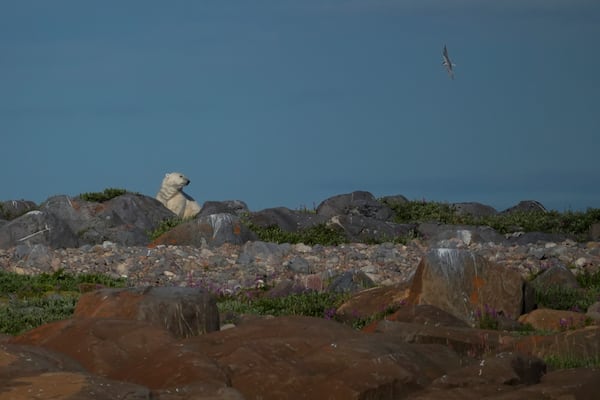 A polar bear stands near rocks, Tuesday, Aug. 6, 2024, in Churchill, Manitoba. (AP Photo/Joshua A. Bickel)