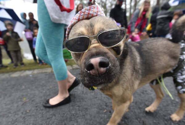 Sylvie Oechsner walks her dog Merlin during the City of Avondale Estates Annual Dog Parade at the Community Club on Lake Avondale on Saturday, March 26, 2016. HYOSUB SHIN / HSHIN@AJC.COM