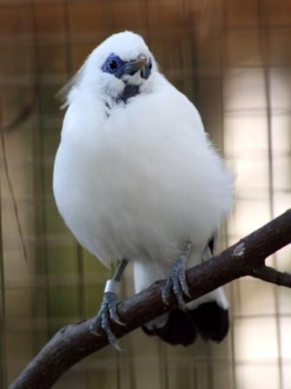 An adult Bali mynah at Zoo Atlanta.