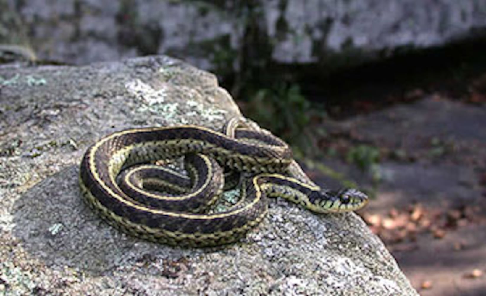 Georgia non-venomous snakes