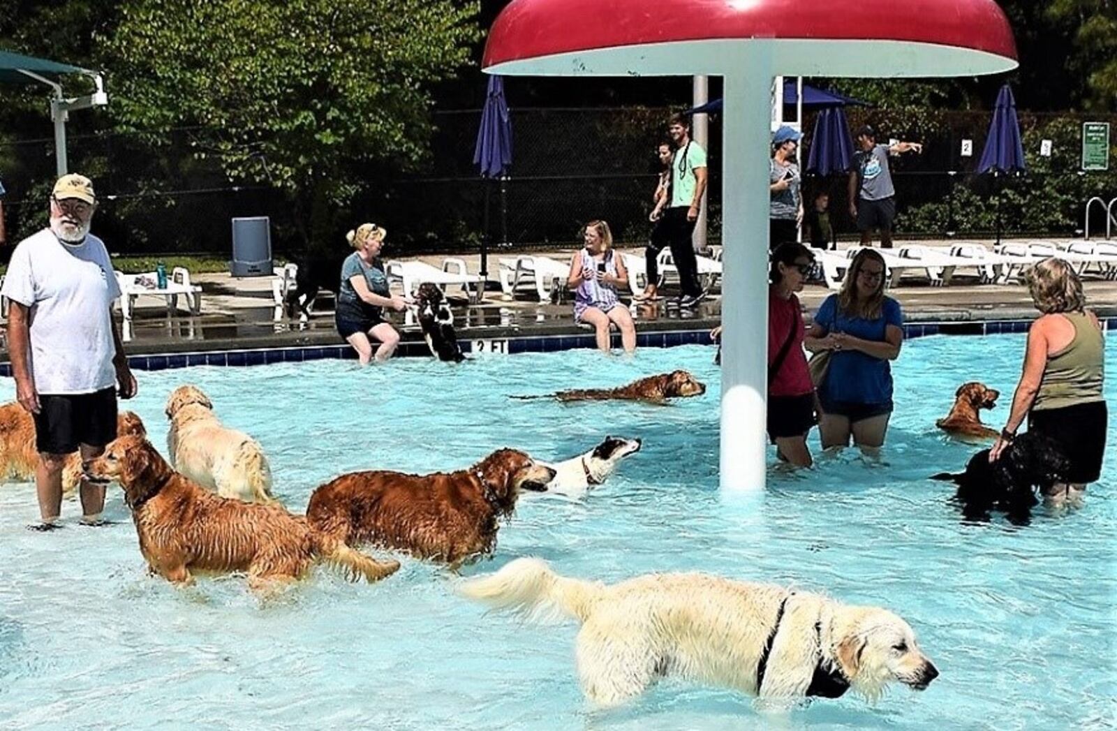 Pups enjoy a previous Doggy Dip Day in Brookhaven.