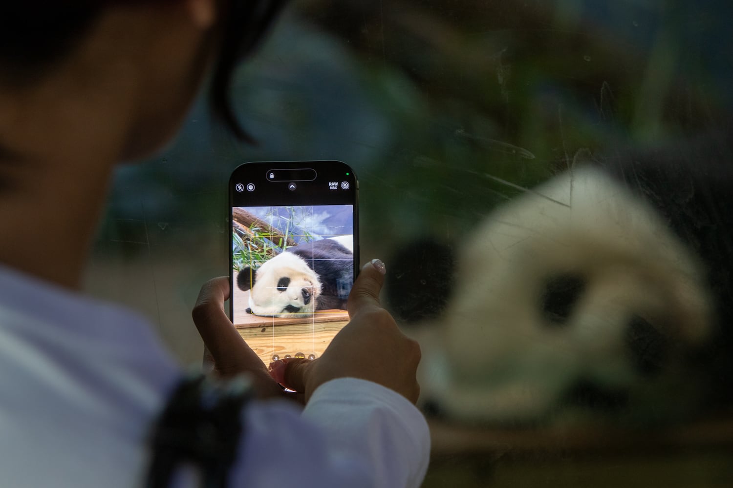 Giant Panda farewell as they go back to China