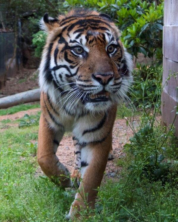 Sparky, a Sumatran tiger at Zoo Atlanta, is 15, just one year younger than his mate Chelsea. The two represent two of the last remaining Sumatran tigers in existence, and Zoo Atlanta hopes that they will mate some time in the future. CONTRIBUTED: ZOO ATLANTA