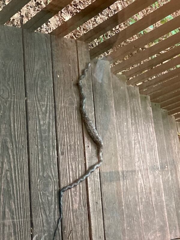 "We recently saw a rat snake on our back porch steps," wrote Nancy Payne of Marietta. "Notice the nice meal in its middle, perhaps one of the chipmunks that live close by, or a rat or a bird. It then climbed out on a limb of the dogwood tree and stayed for 24 hours digesting the meal. Hope we don’t see it again!"