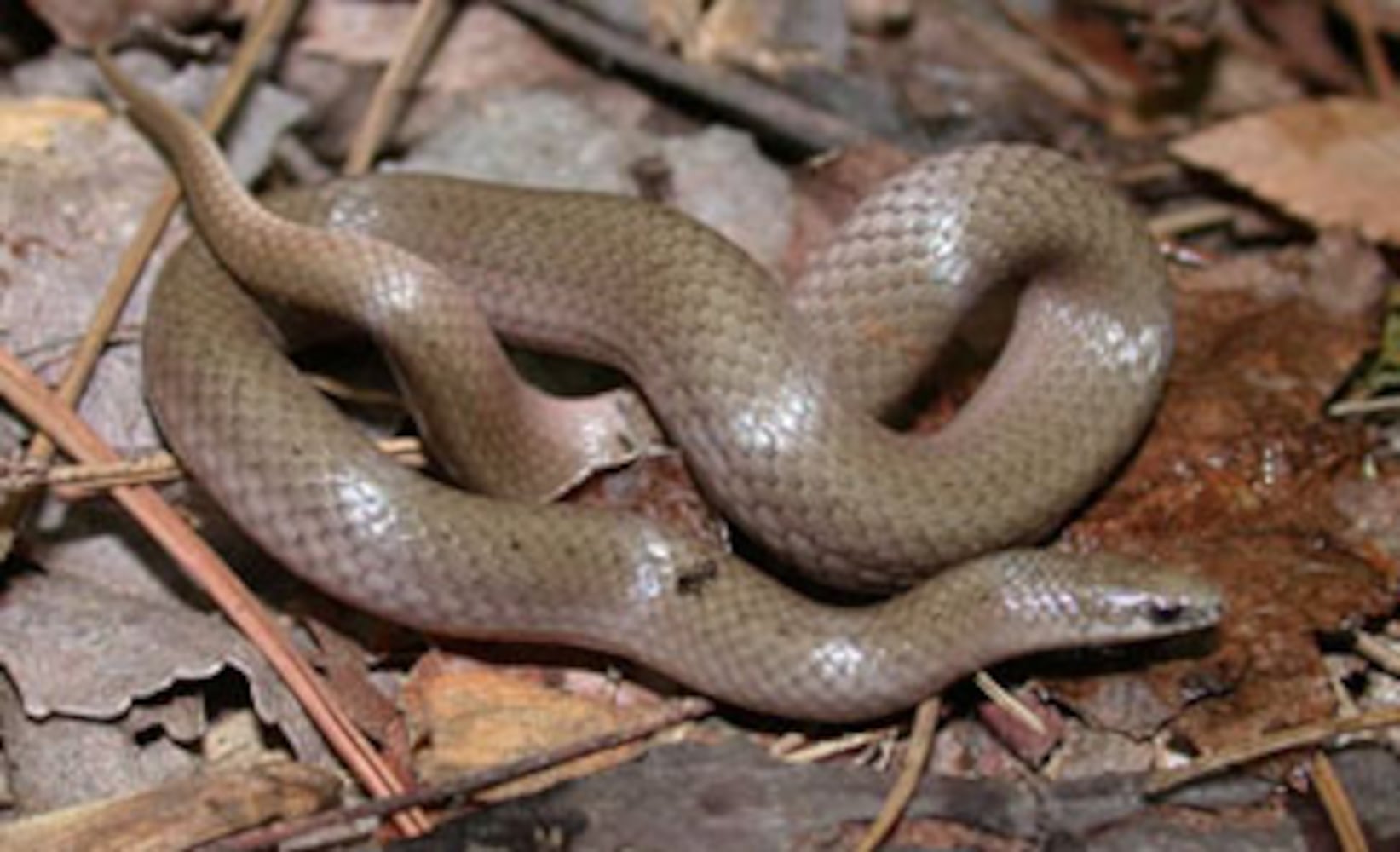 Georgia non-venomous snakes