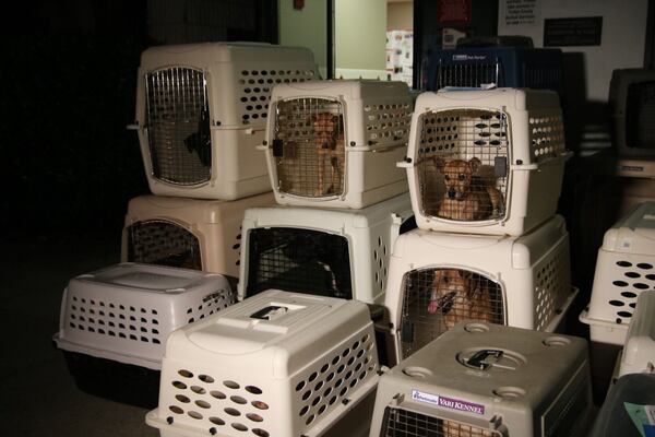  Nearly 100 animals came from Texas. Photo: courtesy of the Atlanta Humane Society