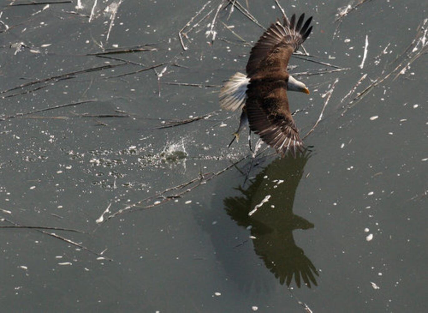 Count shows more bald eagles in Georgia