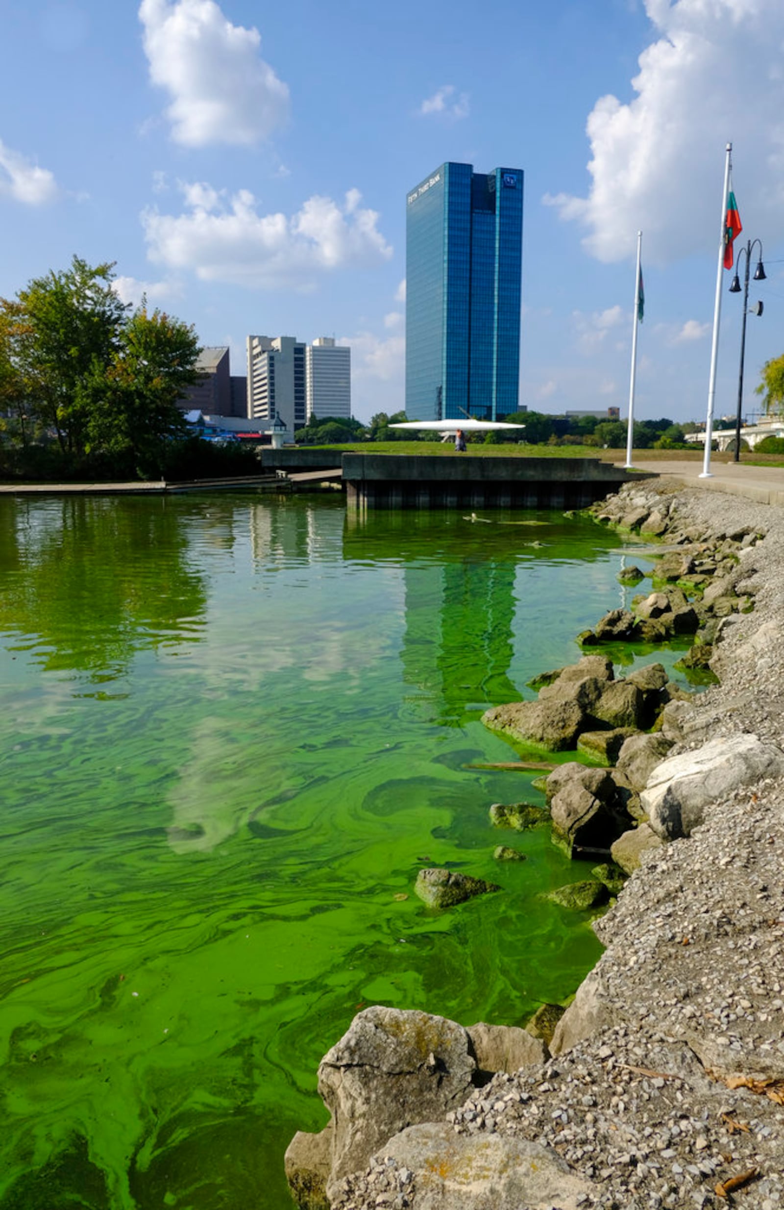 In this Sept. 21, 2017 photo, an algae bloom from Lake Erie appears in the boat basin at International Park in Toledo, Ohio. Health officials in Ohio are telling children, pregnant women and people with certain medical conditions not to swim in the river that flows through Toledo because of an algae outbreak. Algae blooms can produce toxins. 