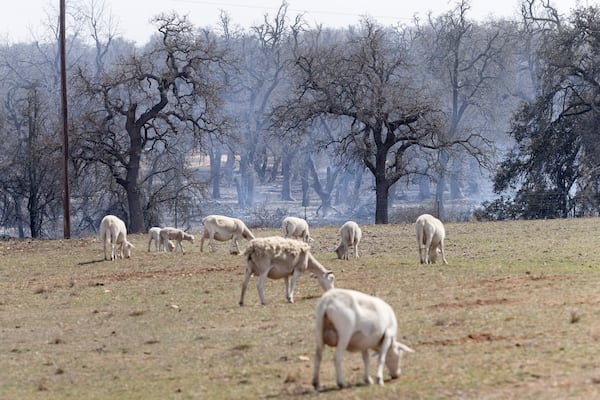 Sheep graze in view of smoking hotspots of the Crabapple Fire near Fredericksburg, Texas, Monday, March 17, 2025. (Josie Norris/The San Antonio Express-News via AP)